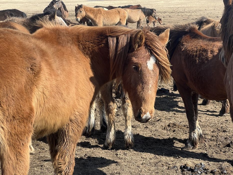Продам 2 годовалого коня