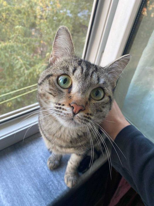 Его зовут - Тони (некастрированный)