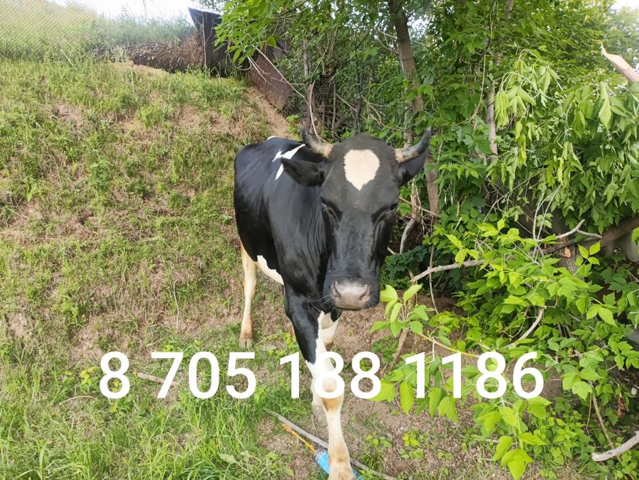 Продам телку 3 года рост 1м55см
