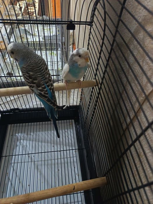 Волнистые папугаи готовая пара