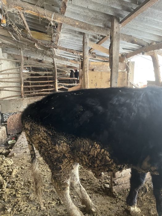 Продам срочно быка торг