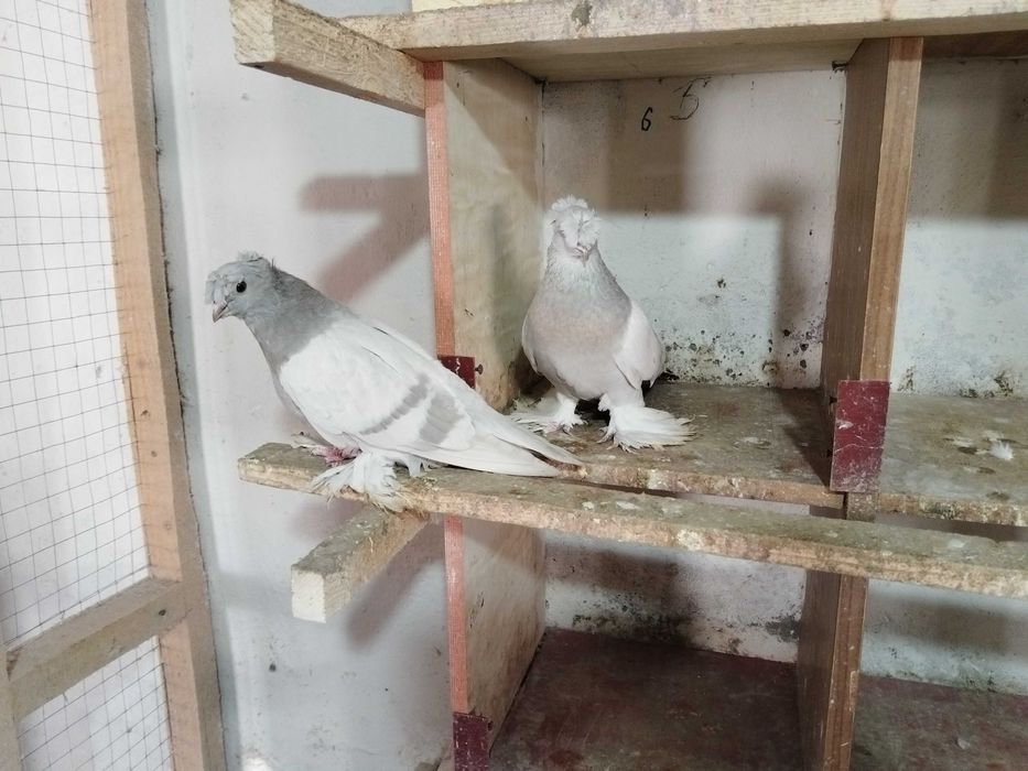 Продам голубей...