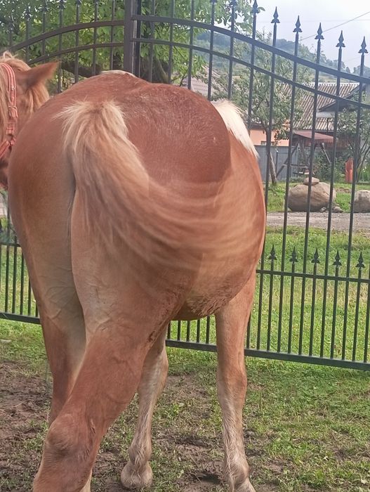 Vând mânz  de  un   1 și două luni  castrat