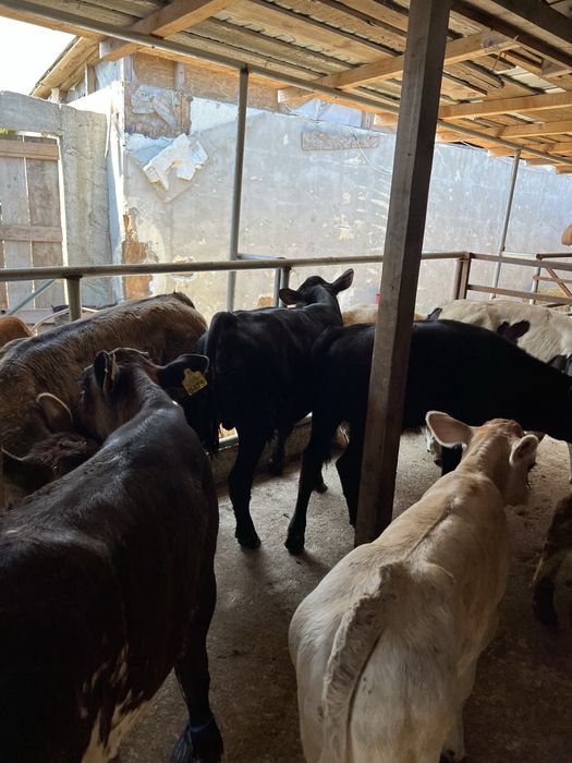 Vând viței  11 tăurași  si 3 femele  de rasa pura