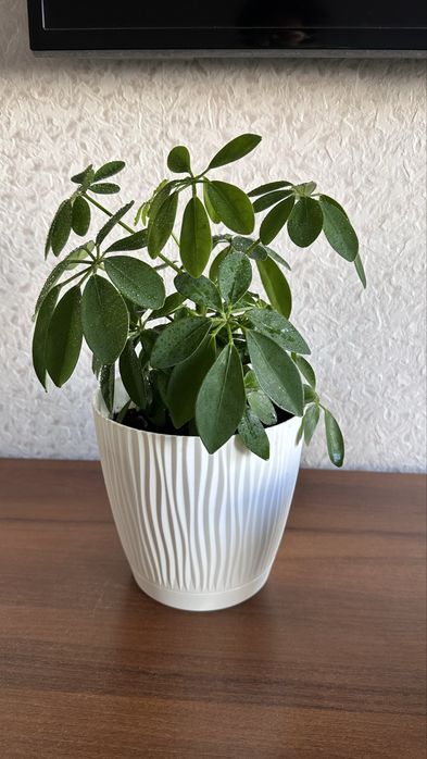 Пышная, молодая шеффлера