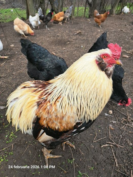 Vând oua de motata olandeza