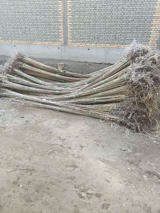 Dexqondan Terak koʻchatlari sotuv va ekishga tayyor dastavka vodiyga