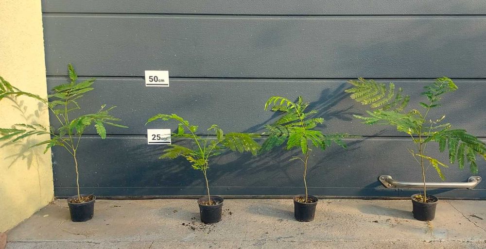 Arbore de Matase / Mimosa / Albizia Julibrissin la ghiveci