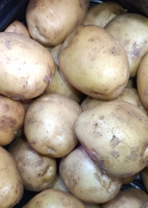 Продам молодой домашний картофель