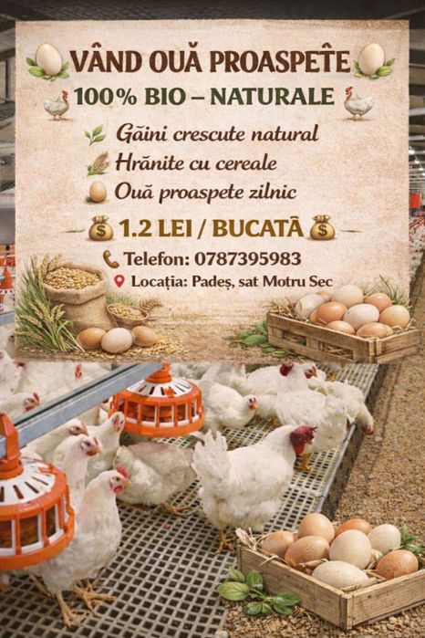 Vand oua de gaina de tara