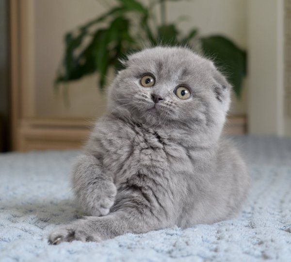 Scottish fold băiețel
