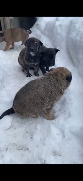 Ищем добрые ручки