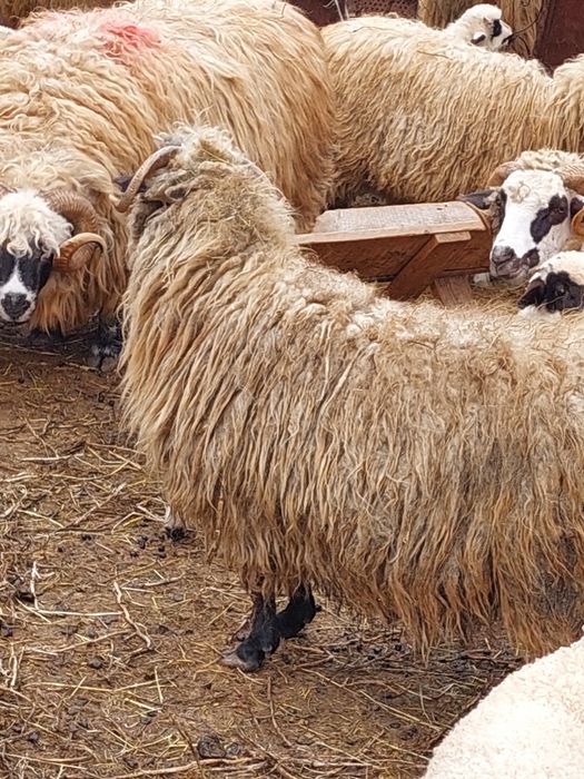 Oi cu miei de vânzare