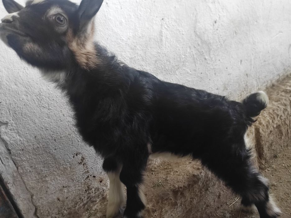 Продам козочку породы