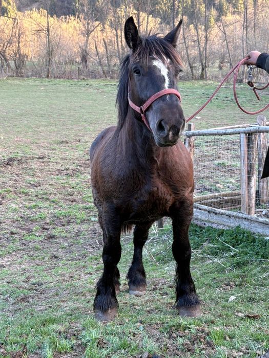 Mânză neagră 2 ani ardeneză