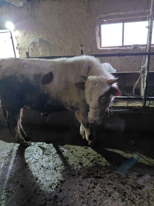 Бордақы бұқалар бар