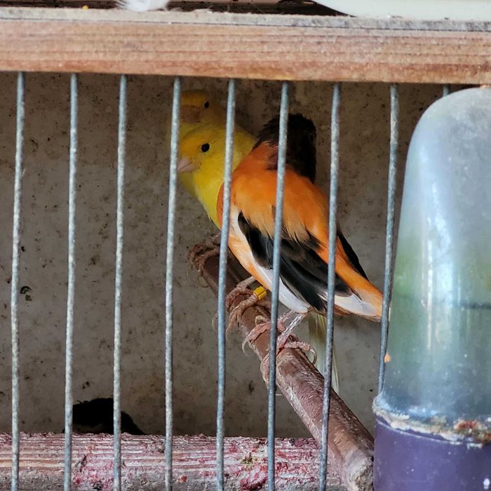 Canari de culoare si cantec