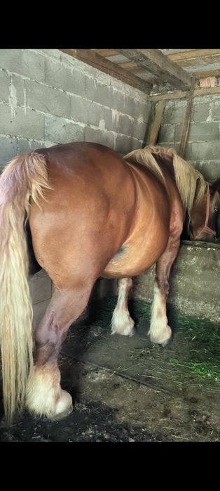 Vând iapa de șapte ani gestantă în zece luni