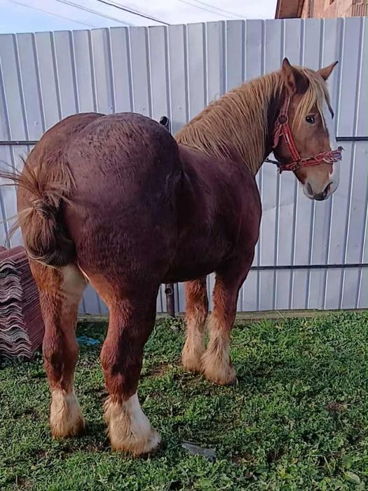 Iapa si mnz de vanzare