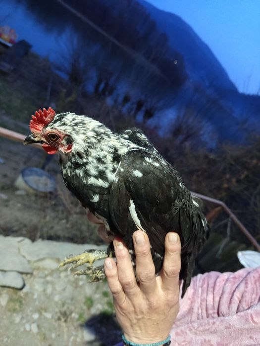 Găini pitice americane