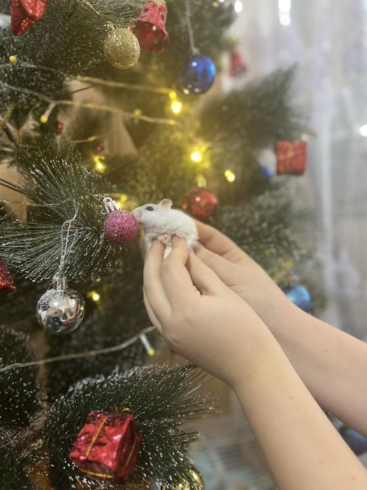 Продам хомяков джунгарских ручных