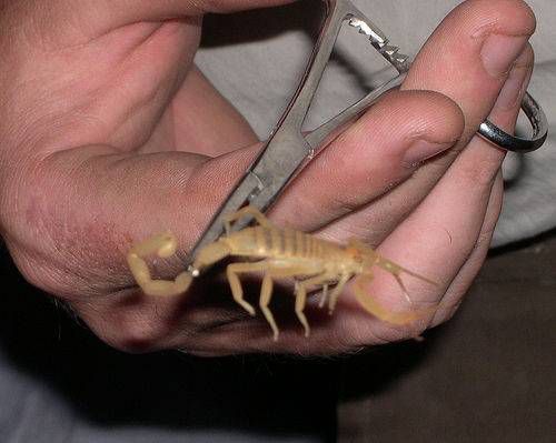 Dezinfeksiya 24/7 ilon va chayonlarga qarshi клапов