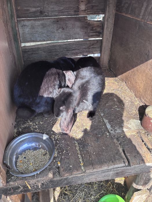 Femele berbec german