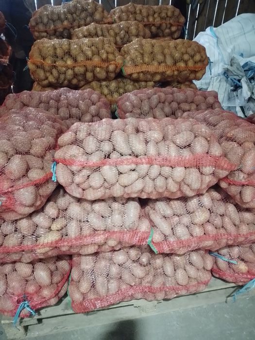 Vand cartofi alb si rosu 1 ron kg