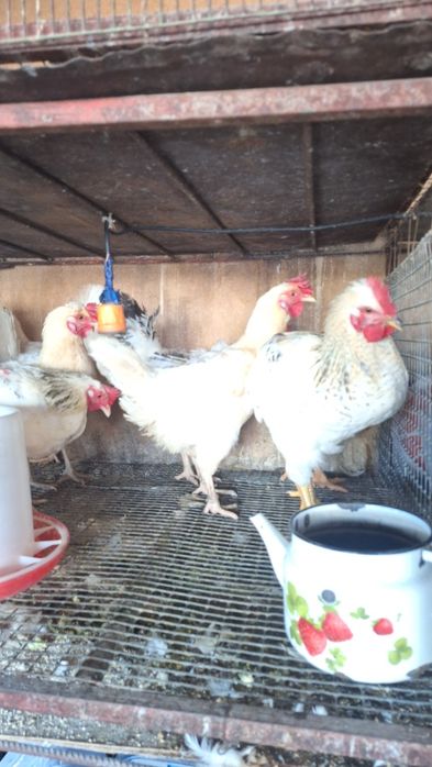 Куры домашние 8 месяцев