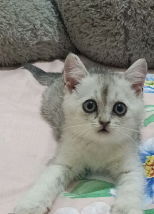 Serebrista Shinwilla