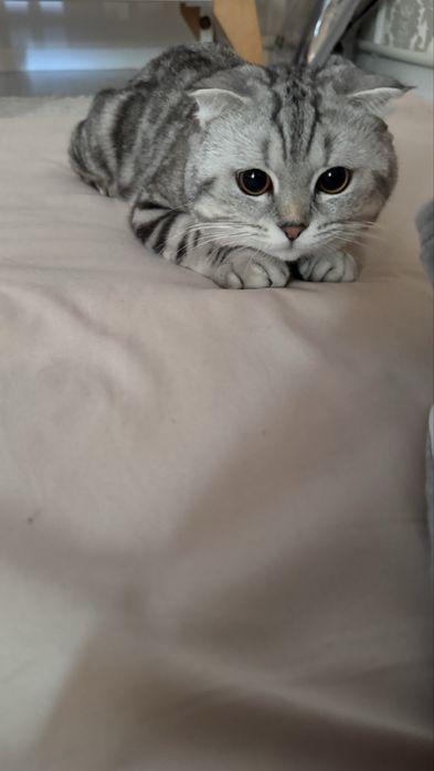 Продам котят породистые