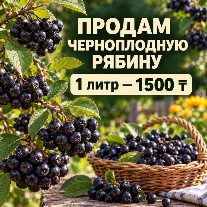 Черноплодная рябина. Продам.