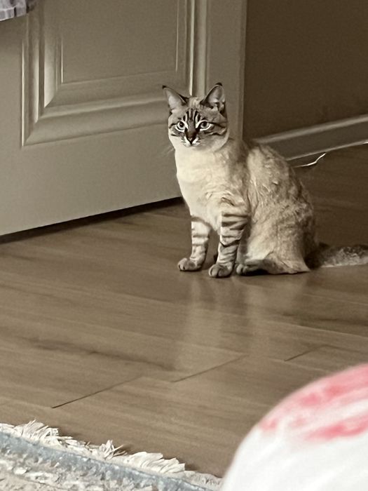 Котик 1 год. Приручен к лотку. Любит играться с мячиком