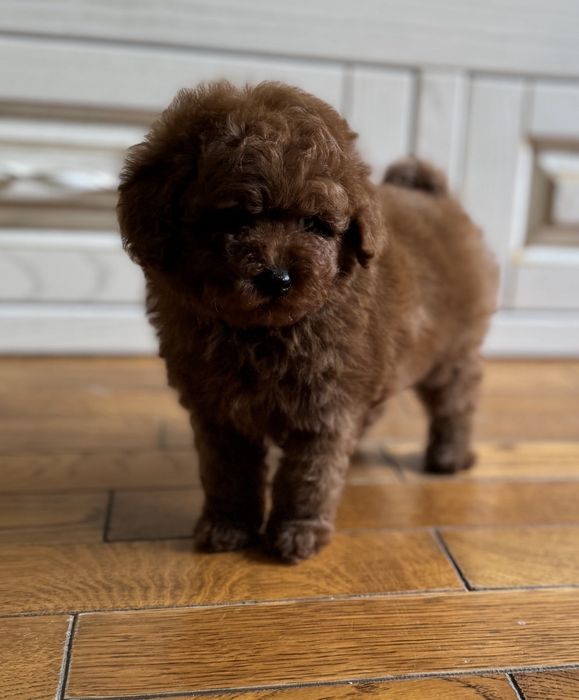 Poodle mini toy pedigree