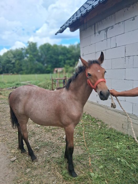 Vând, mânz de 5 luni mai multe detalii la nr de telefon