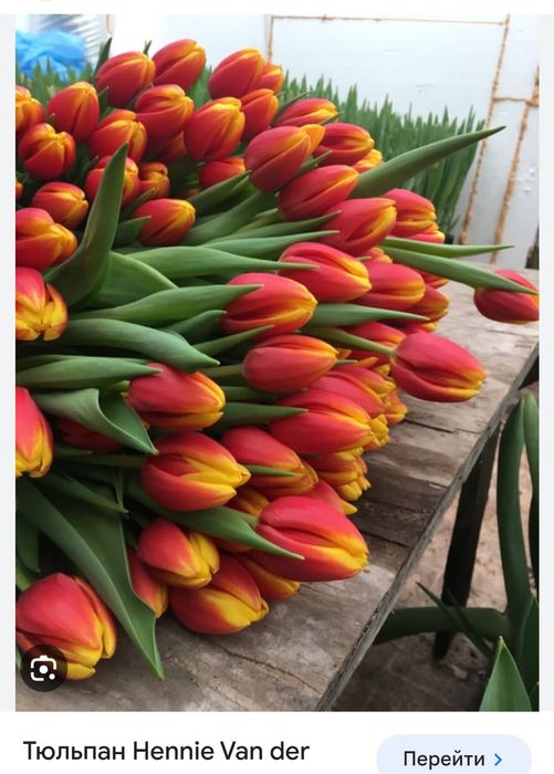 Тюльпаны оптом с теплицы
