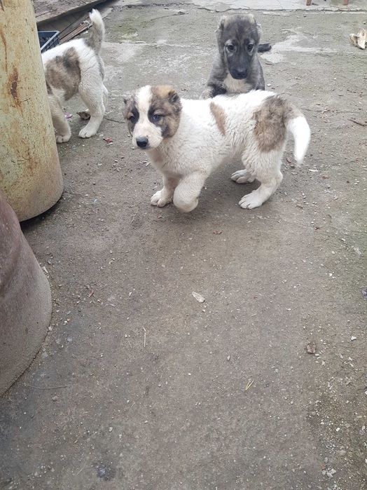 Алабай  (САО) щенок