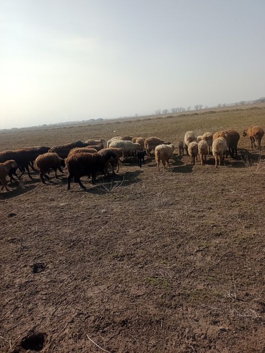 Қой, қозылы қойлар, тоқтылар сатылады