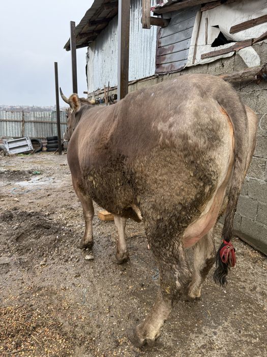 Vacă la prima fătare o vitica angus