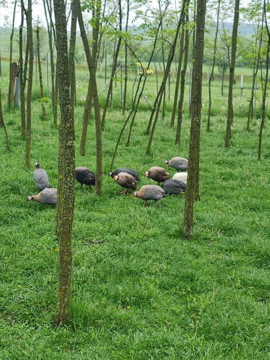 Ouă de bibilică pt incubator/consum