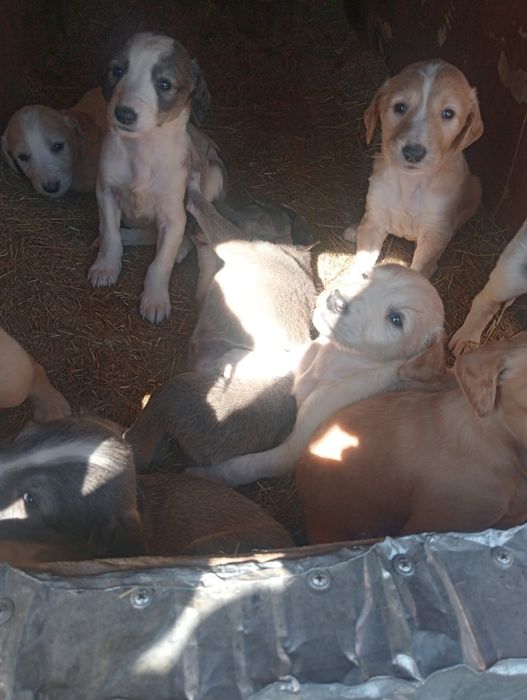 Шенки тазы продам