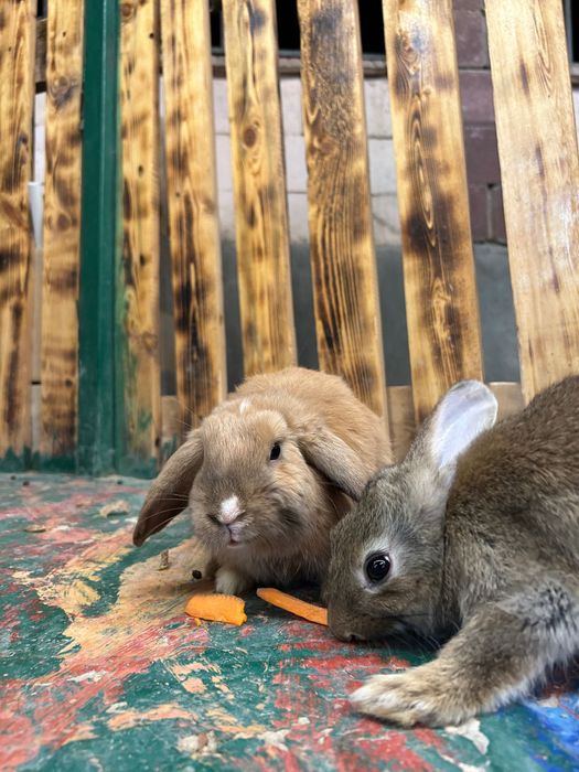 Животный кролики