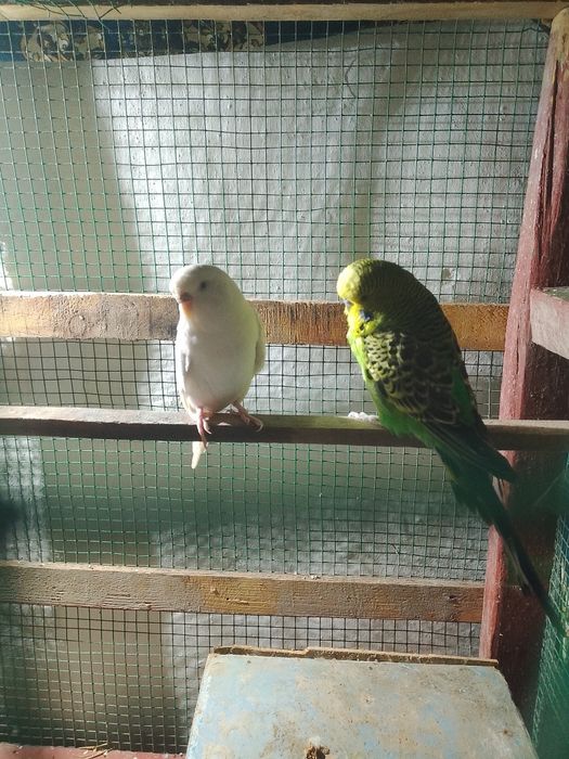 обмен или сатилади