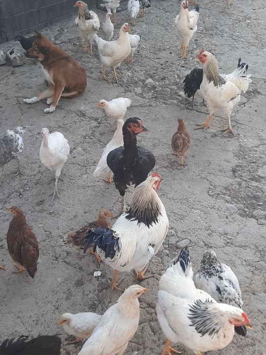 Дені сау жақсы күтілген