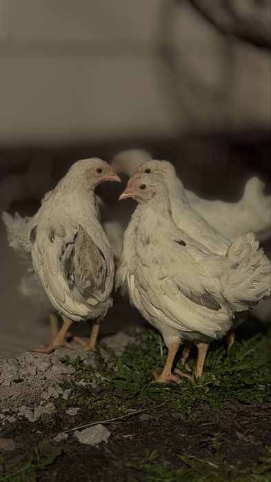 Куры молодки королл