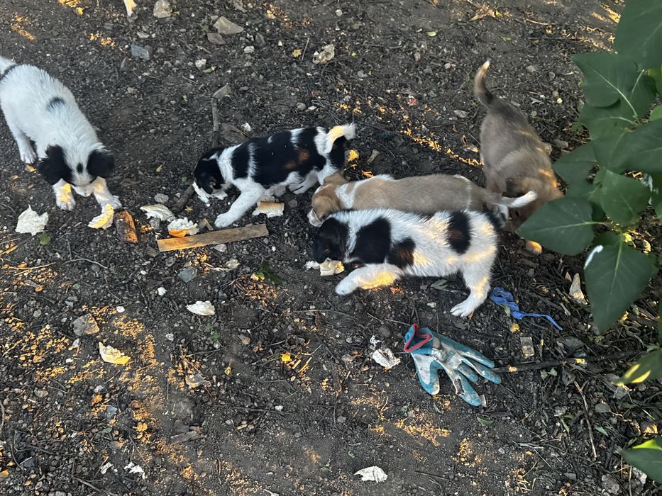 Catei catelusi , Pui de catel  pentru adoptie!