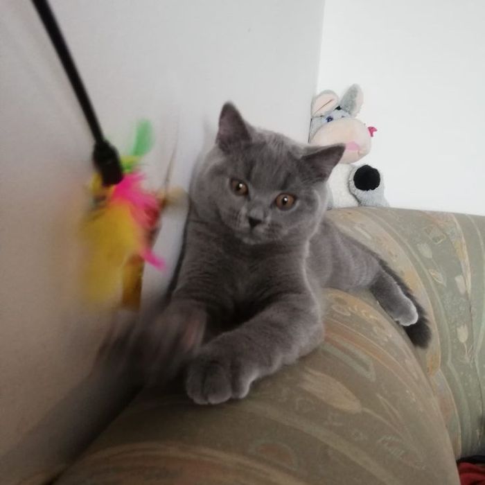 Продам британскую кошку
