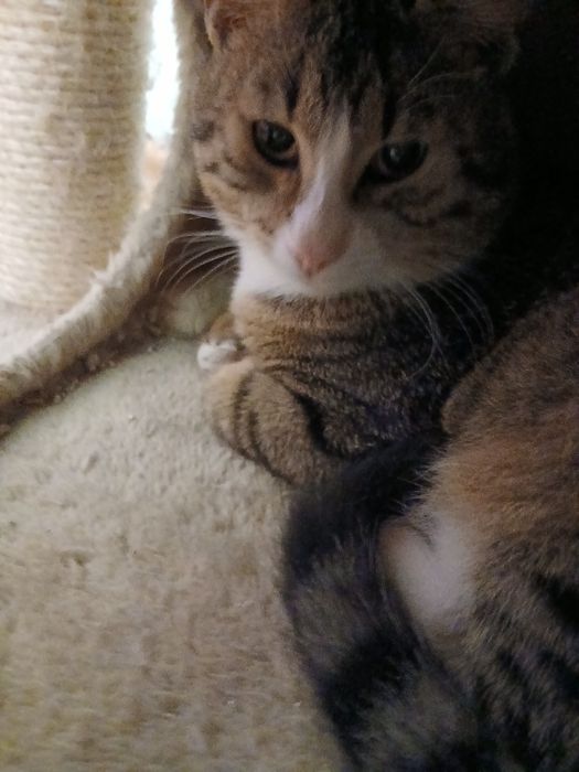 Озирис търси дом