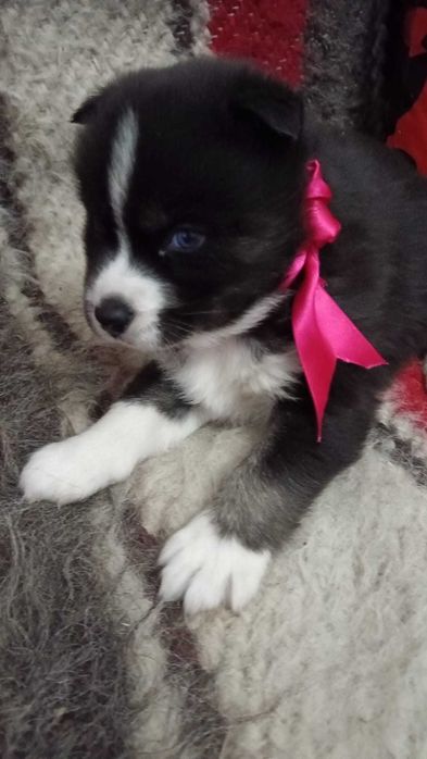 Husky siberian adorabil