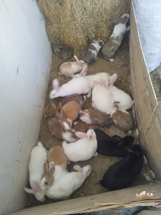 Hycole francez disponibil